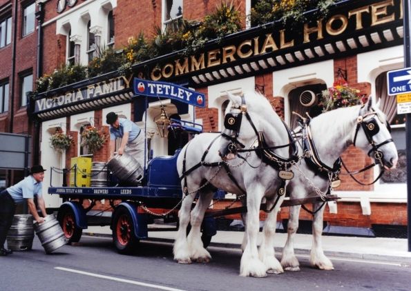 Magnificent Shire Horses of Tetley Brewery